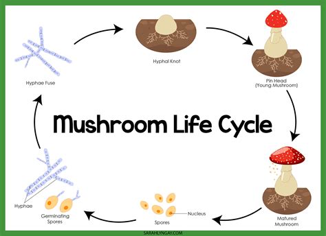 Basic Mushroom Life Cycle