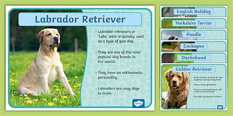 Dog Breeds Posters - Twinkl - KS1