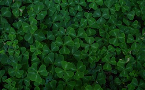 Four Leaf Clover Backgrounds - Wallpaper Cave
