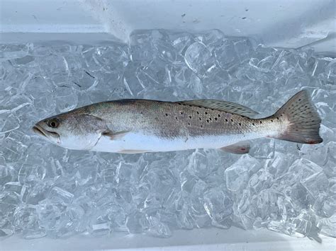 Speckled trout limits - Texas Hunting & Fishing | Lone Star Outdoor News