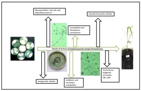 Trichoderma: Advent of Versatile Biocontrol Agent, Its Secrets and ...