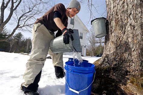 Maple Syrup Drink Water at Stephanie Fleming blog