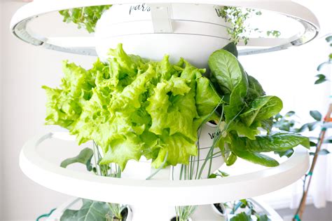 Lettuce Grow Farmstand