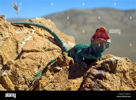 Rezultat imagine pentru Collared Lizard
