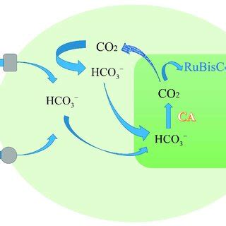 Image result for CCM Tutorials