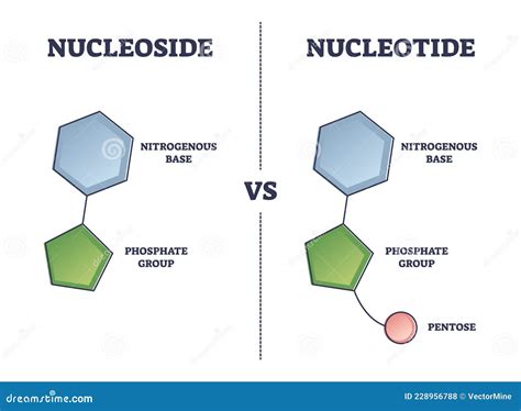Nucleoside Vs Nucleotide Compound Comparatieschema Vector Illustratie ...