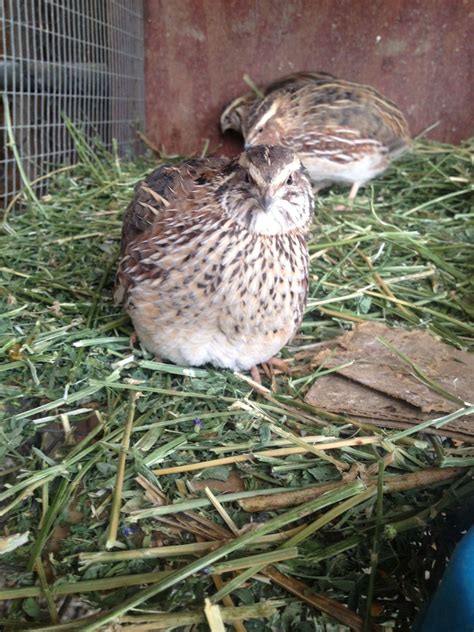 The Ultimate Comprehensive Coturnix Color Guide | Page 2 | BackYard ...