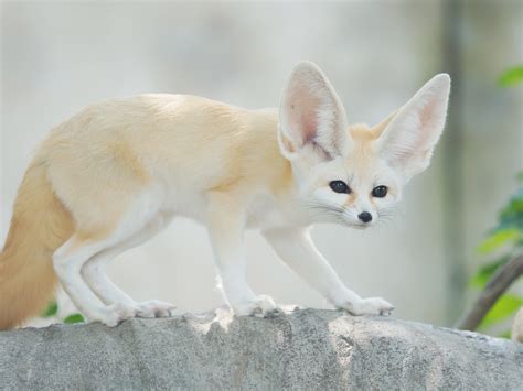 Fennec Fox Predators