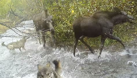 Predators Of Moose