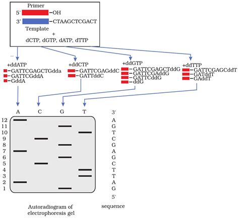 SATHEE CUET: Chapter 12 Tools and Technology