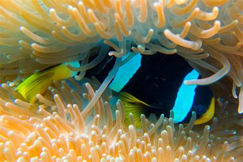 Where Do Clownfish Live? - Clownfish Habitat & Facts