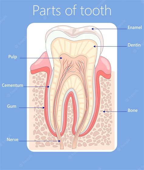 Premium Vector | Parts of the tooth