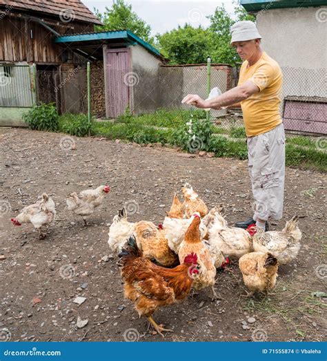 Farmer Feeding the Chickens Stock Photo - Image of animal, farming ...