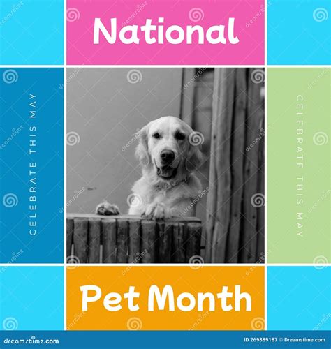 Composition of National Pet Month Text Over Pet Dog on Colorful ...