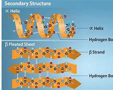 Image result for Secondary Protein Structure