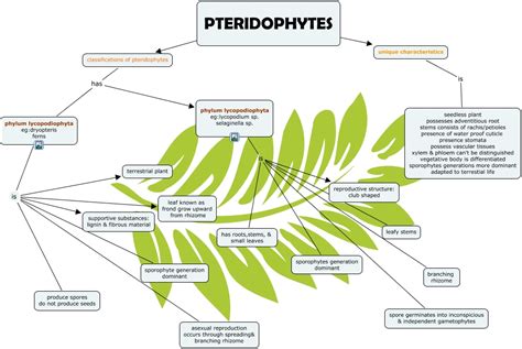 Image result for Pteridophytes Reproduction