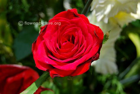 Alec's red rose | Rosa Alec's Red
