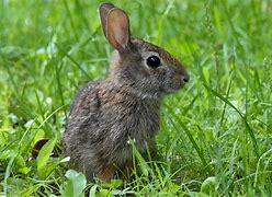 Image result for Outline of Bunny Rabbit