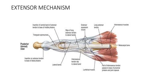 Acute Extensor tendon injuries diagnosis and management.pptx