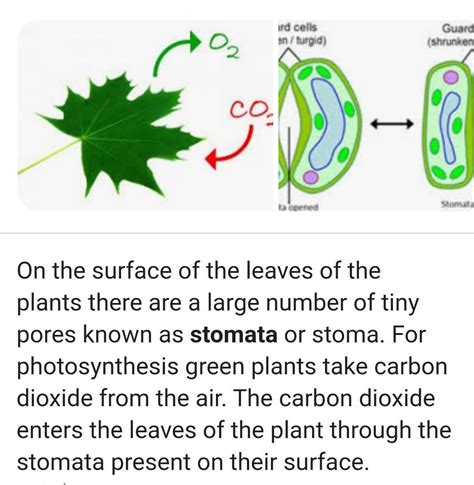 how do plants obtain carbon dioxide from atmosphere - Brainly.in