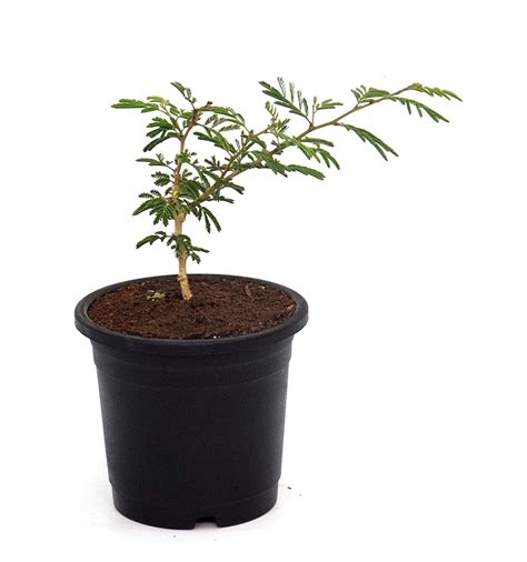 India gardening New Shami Tree Prosopis Cineraria Live Plant : Amazon ...