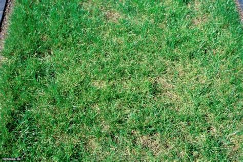 Types of Winter Grass | HGTV