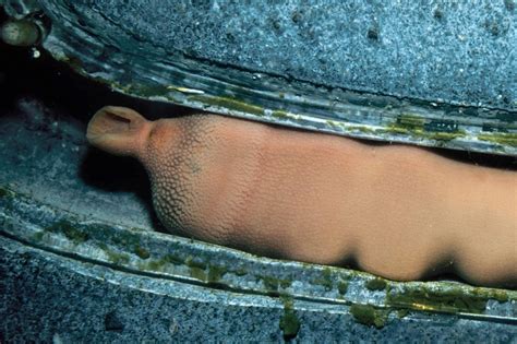 30 Facts About Sino-Vietnamese Conflicts - Facts.net