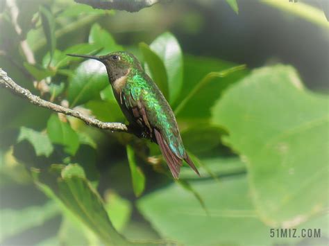 鸟 多彩 绿色 棕色 蜂鸟图片免费下载 - 觅知网