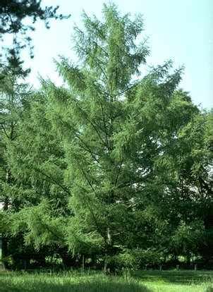 Image result for Monty Python Larch