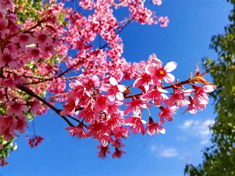 日本丨樱花季突降32年不遇大雪，雪景配樱你见过吗？