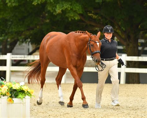 HITS Lamplight Equestrian Center - HITS Horse Shows