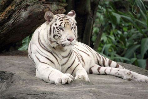 罕见！印度一保护区出现黑虎，比白虎少见得多，全球总数不到10只