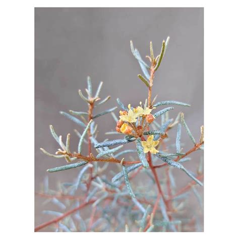 Phebalium squamulosum | Seeding