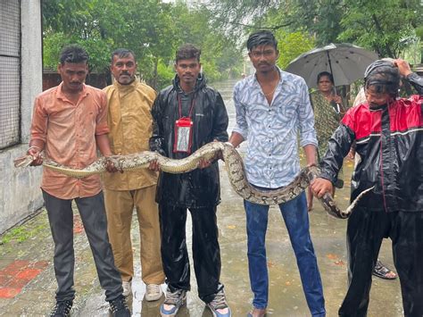 Wildlife Rescue Trust rescues python that entered duck cage and hunted ...