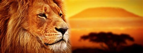 Lion 库存照片. 图片 包括有 敌意, 眼睛, 统治, 华美, 野生生物, 似猫, 无所畏惧, 本质, 狮子 - 5474178