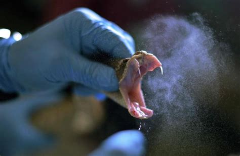 Photos: Brazil milks deadly snakes for their life-saving venom ...