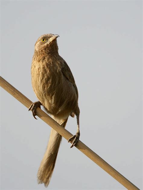 Striated Babbler - Turdoides earlei - Sylviidae - Birds of India ...
