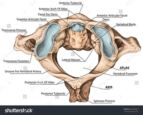 Axis And Atlas Vertebrae Labeled