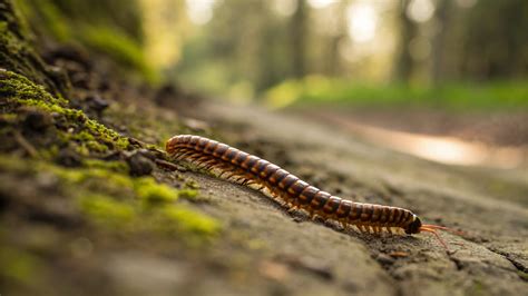 Are All Centipedes Poisonous? Understanding Their Venom and Impact on ...