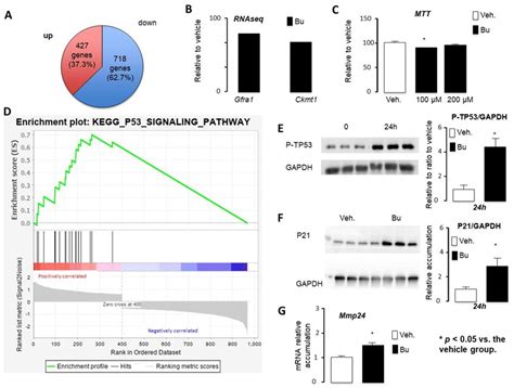 Analysis of the Reversible Impact of the Chemodrug Busulfan on Mouse Testes