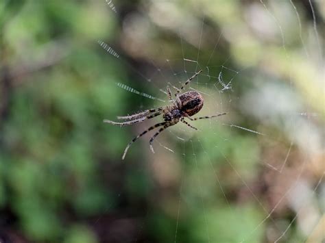 Getting to know Washington's spiders - Wild With Nature