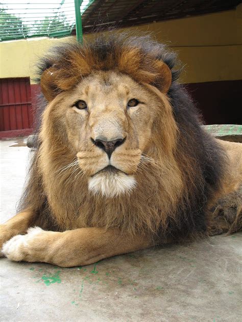Ethiopian lion | Lion species, African lion, Feline