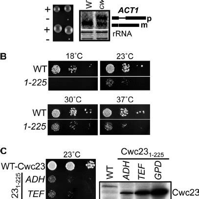 Image result for CWC DNA