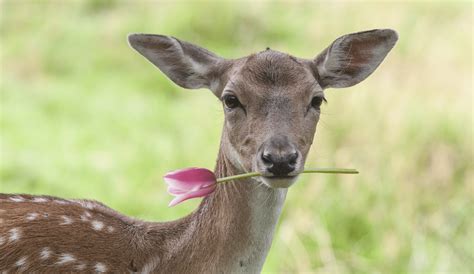 COLORBLENDS | Got Deer? Plant Deer-Resistant Bulbs