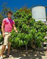 Image result for Dwarf Bonanza Peach Tree