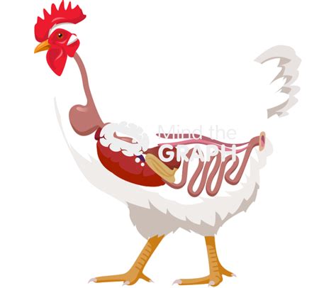 Image result for Chicken Digestive System