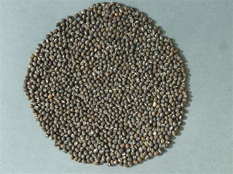Crop Details :: Gujarat State Seeds Corporation Ltd