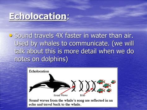 PPT - The Fascinating World of Whales: Cetacean Order Insights PowerPoint Presentation - ID:9129249