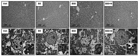 Activation of Sirtuin 3 and Maintenance of Mitochondrial Integrity by N ...