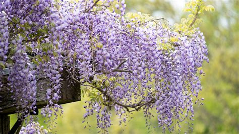 How To Plant Wisteria: A Simple Guide For Stunning Blooms